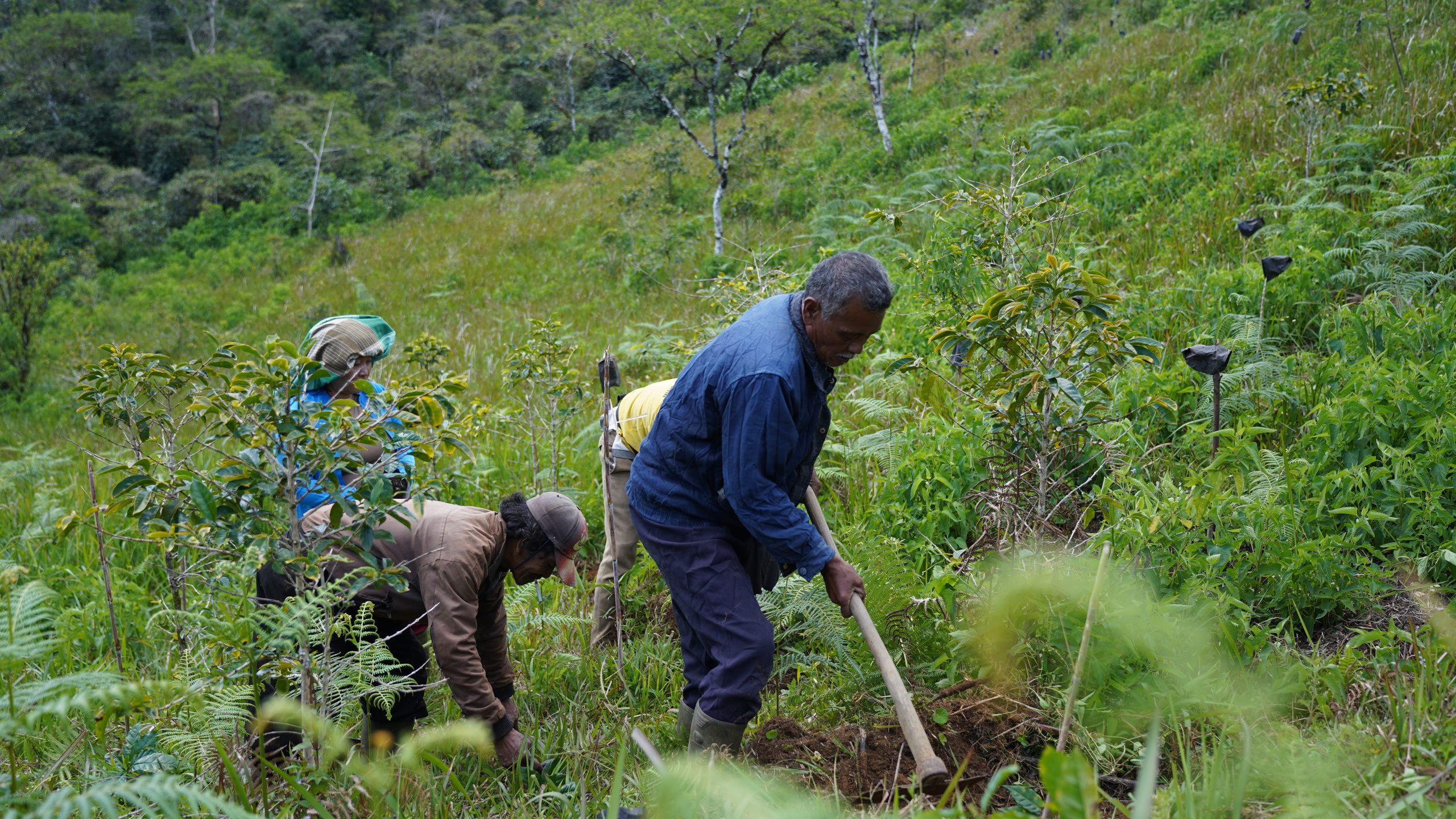 Planting (
